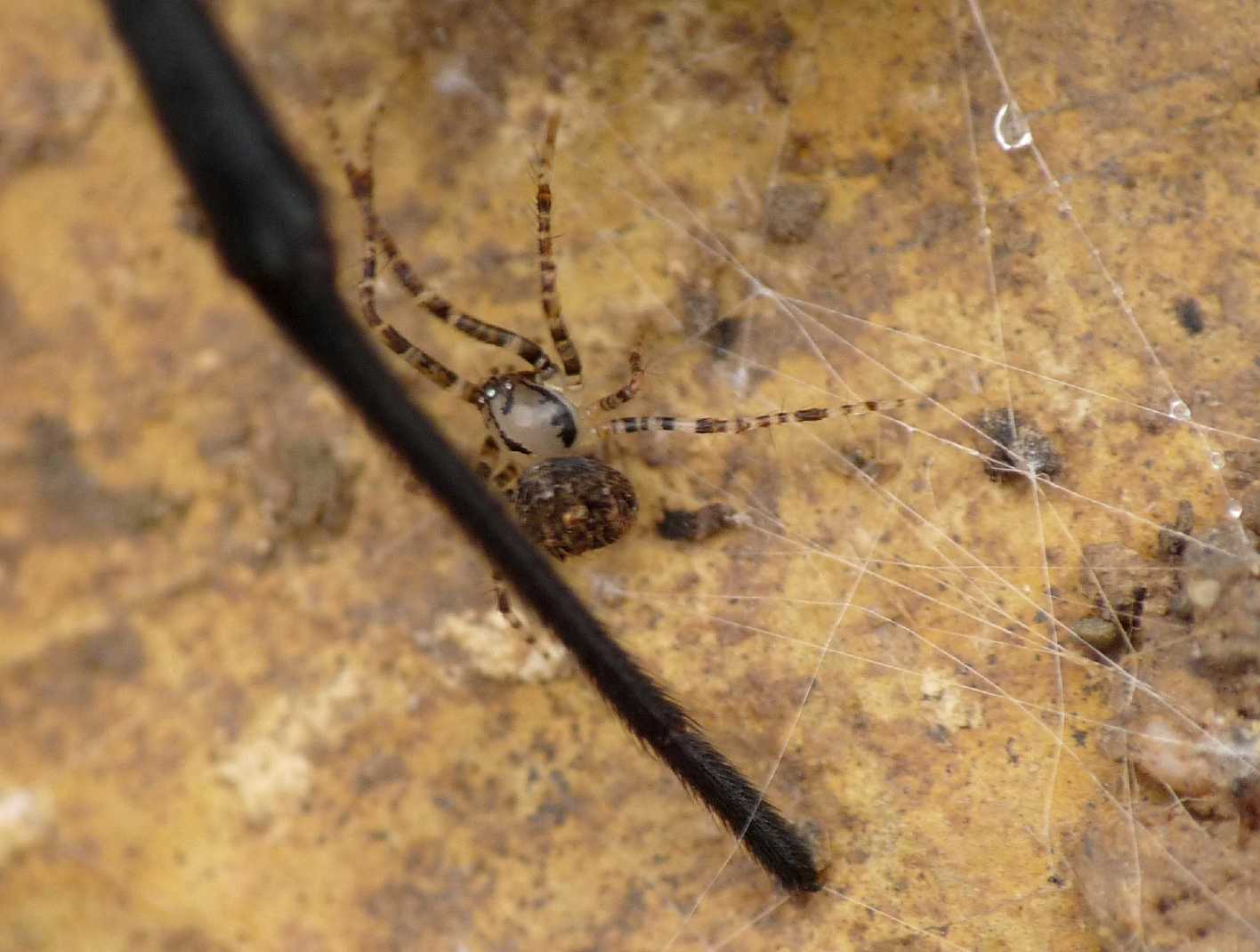 Platnickina, Cheiracanthium, Steatoda, Scotophaeus